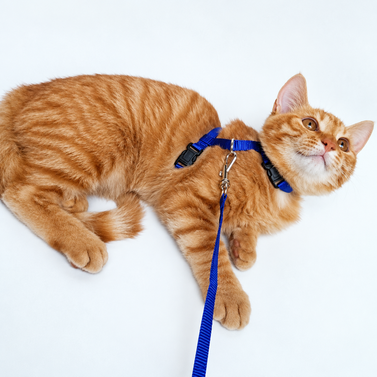 Kedi Boyun ve Göğüs Tasması - ürün görünümü