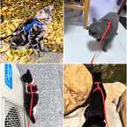 Kedi Boyun ve Göğüs Tasması - ürün görünümü