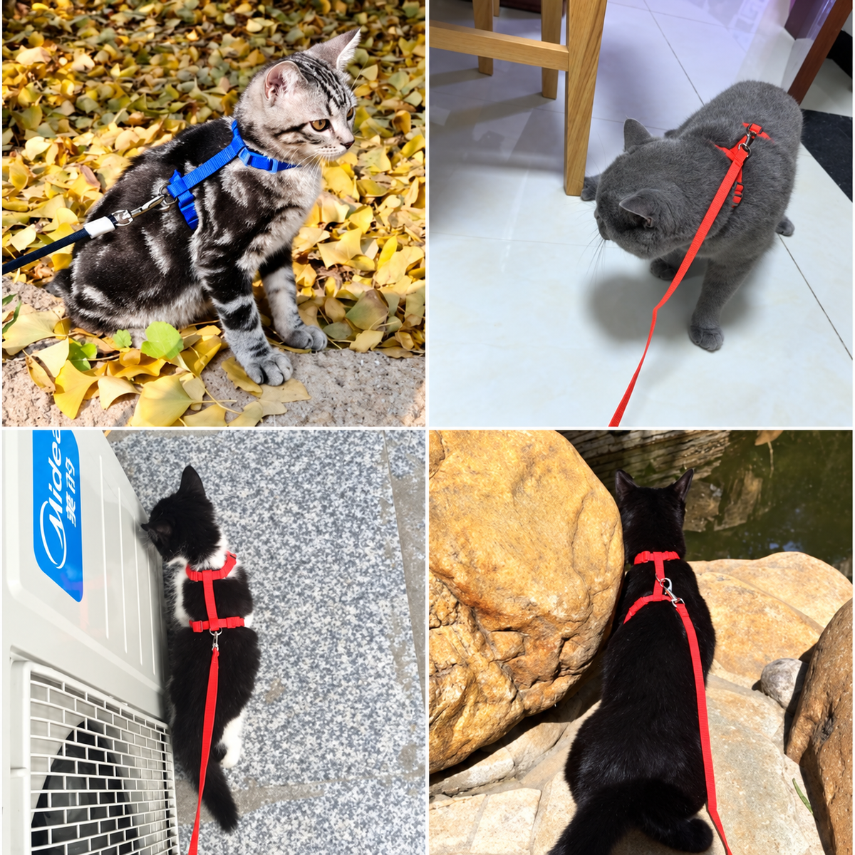Kedi Boyun ve Göğüs Tasması - ürün görünümü