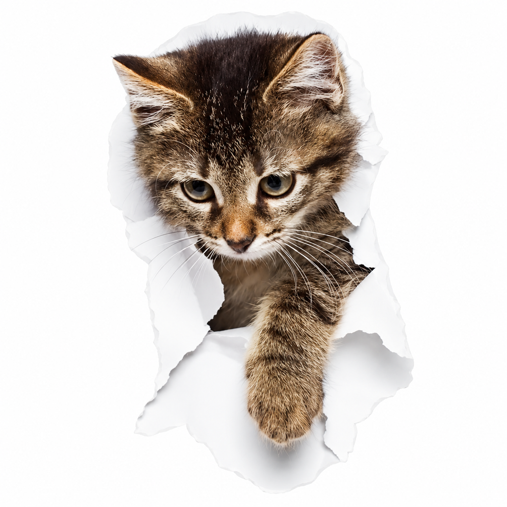Decohandy Klozet Etiketi Stray Cat - ürün görünümü