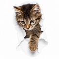 Decohandy Klozet Etiketi Stray Cat - ürün görünümü