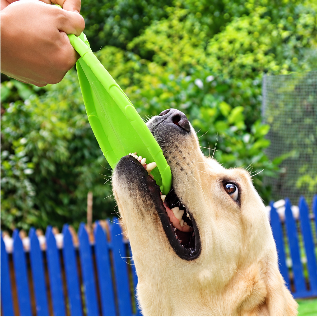 Silikon Frizbi Köpek Oyuncağı - ürün görünümü